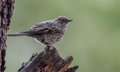 Clarks Nutcracker Juvenile Peterichman Flickr