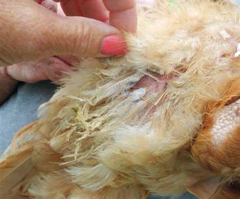 Common Poultry Parasites Of Backyard Hens The Veterinary Nurse