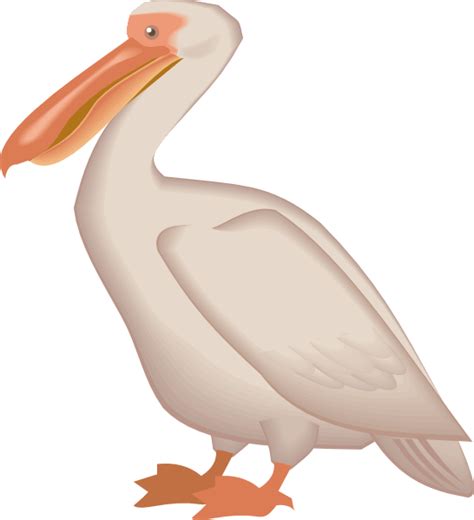 Pelican Png Transparent Images Png All