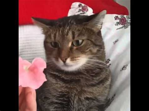 Head bunting versus head pressing almost the opposite of head bunting is head pressing. Flower crashes cat. By Sophiella cats n' nails via 4GIFs ...