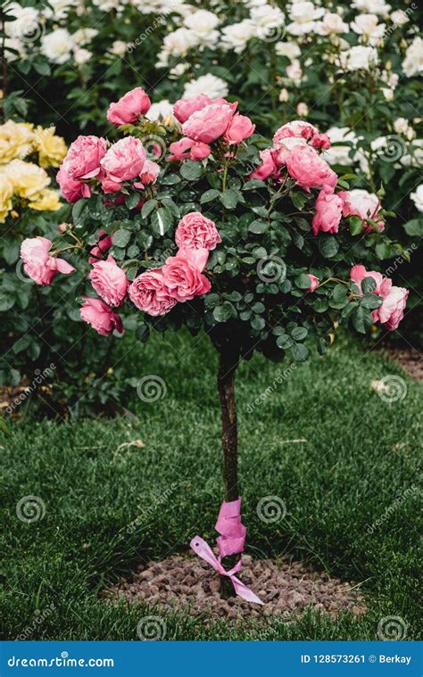 Rose Tree With Pink Roses In A Garden Stock Image Image Of Natural
