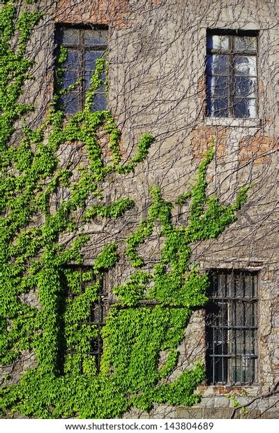 Ivy Climbing Wall Abandoned Building Stock Photo 143804689 Shutterstock