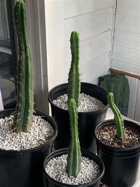 Do you have any experience with trichocereus. Peruvian torch,Bolivian torch and San Pedro. Had some ...