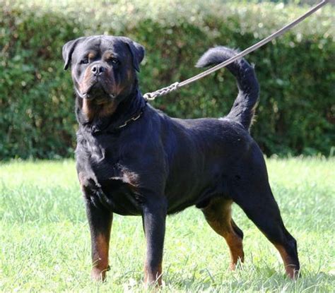 How is tail docking typically done? Tail Docking | Meisterhunde Rottweilers | High Quality ...