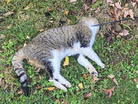 Putnam Spca Investigates Death Of Cat Killed By Arrow Southeast Ny Patch