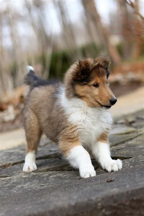 Freepetsclassifieds.com pets for sale online. Akc Rough Collie Breeder With Champion Bloodlines! in ...