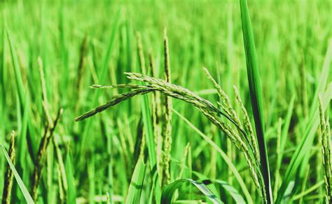 Free Images Rice Green Farm Nature Agriculture Outdoor