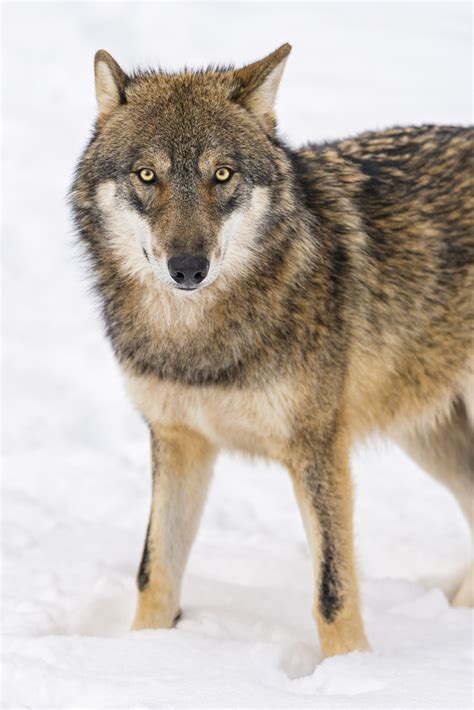 Source Tibetan Wolf Canis Lupus Chanco The World Of Wolves