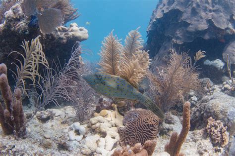 Scrawled Filefish On Looe Key Coral Reef Free Stock Photo And Image