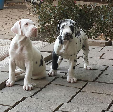My Harlequin Great Dane Puppy On The Right 5 Weeks Old