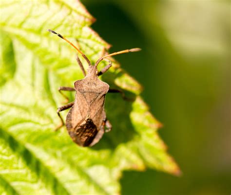 A Troop Of Chinch Bugs Can Kill Your Grass Proactive Pest Control