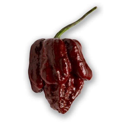 Interest in trinidad scorpion peppers over time per google. Chocolate Scorpion - Fatalii Seeds