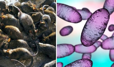Bubonic plague herpes skin escherichia coli malaria pneumonia meningitis rabies tetanus aids diphtheria candidiasis ebola virus disease. Black Death update: Boy diagnosed with plague - Is Black ...