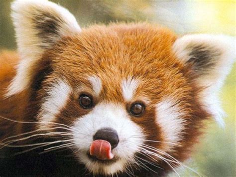 Red Panda Stock Image