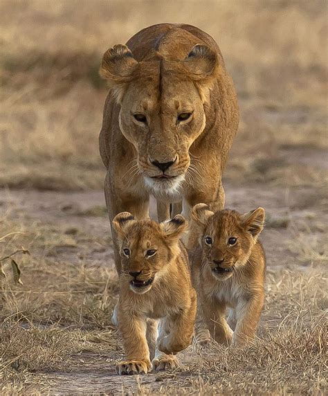 Mama Lion And Her Cubs Animals Lioness And Cubs Animals Beautiful