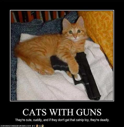 Hilarious Cat With Gun Quotes Quotesgram