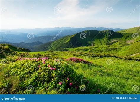Mountains Landscape In Summer Time Blossoming Mountain Alpine Meadows