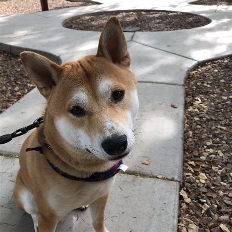 Adopt A Shiba Inu Puppy Near Phoenix Az Get Your Pet