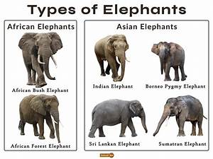 Elephant Facts Types Classification Habitat Diet Adaptations In
