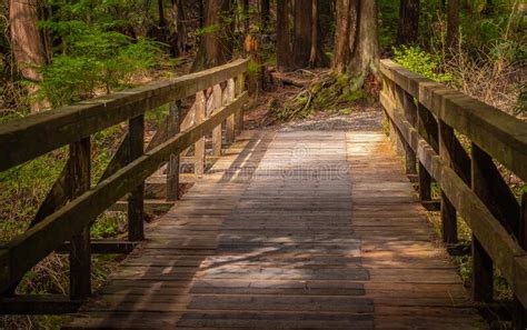 Eco Path Wooden Walkway In The Forest Ecological Trail Path Stock