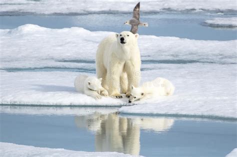 Mother Polar Bear And Two Cubs On Sea Ice Stock Image Image Of Arctic