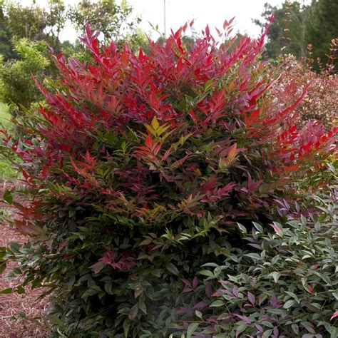 Southern Living Plant Collection 25 Qt Obsession Nandina Live