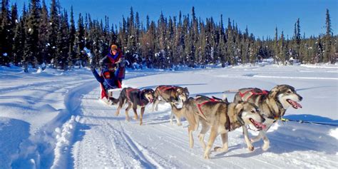 Enjoy Dog Sled Tours At Frisky Pups Bandb In Fairbanks Alaska