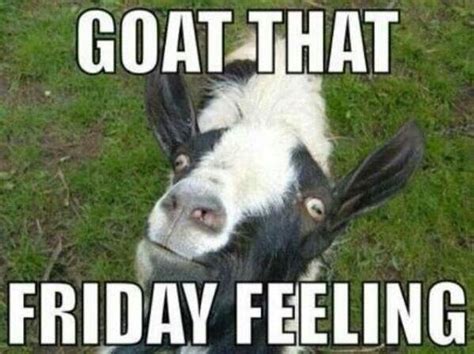 Goat Friday Lol Goats Funny Goats Funny Goat Pictures