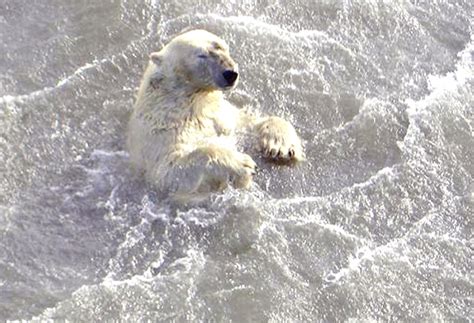Melting Sea Ice Forces Polar Bear To Swim For Nine Days Desdemona Despair