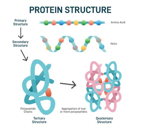 Fajarv Protein Structure Primary Secondary Tertiary Q