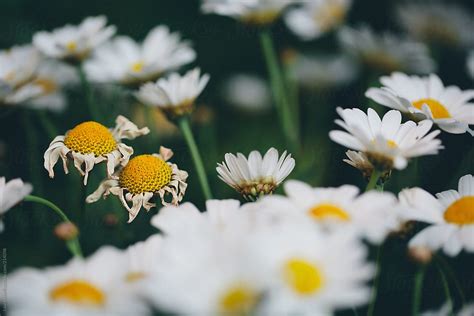 Getting Old Withered Oxeye Daisies Amongst Other Flowers In Bloom By