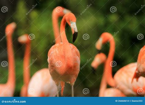 Pink Flamingos Stock Photo Image Of Bright Green Black 26660614