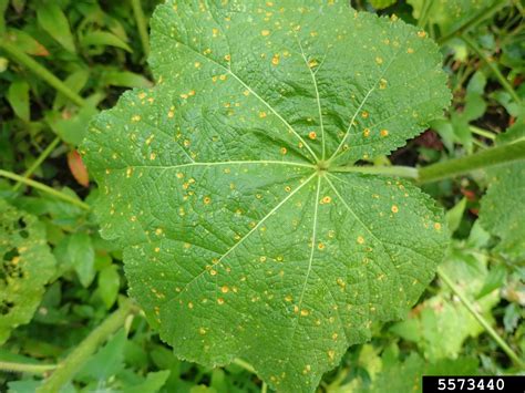 Hollyhock Leaf Spot Diseases Dealing With Leaf Spot On Hollyhock Plants