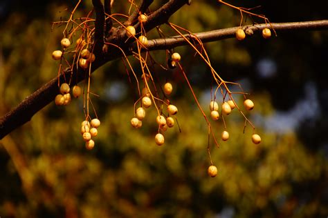 Nature Branch Blurred Blurry Background Spring Plants Closeup Hd