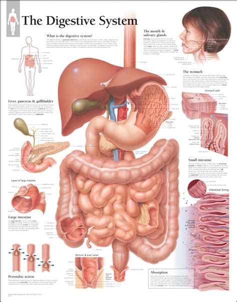 Digestive System Laminated Scientific Publishing