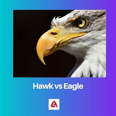 Difference Between Hawk And Eagle