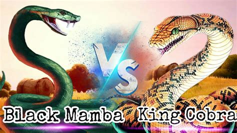 King Cobra Vs Black Mamba Who Will Win Aaron Facts Youtube