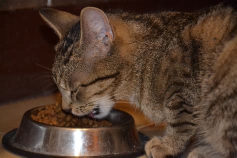 The best cat food brands as selected by top pet food industry expert katherine barrington broken down by wet, dry, fresh and frozen types. Cat Eating Cat food image - Free stock photo - Public ...