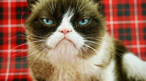 El Gato Viral De Grumpy Cat Ganó Un Juicio Por Derechos De Imagen