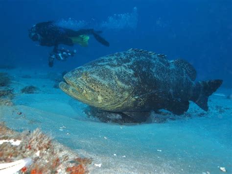 Goliath Grouper Fish Facts Epinephelus Itajara A Z Animals
