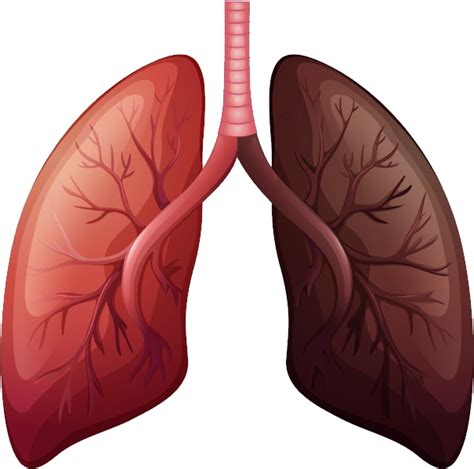 Lungs Png Images Transparent Background Png Play