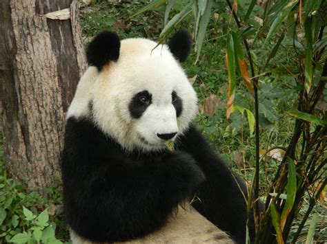 The giant panda, ailuropoda melanoleuca, is a bear. Amy in Chengdu, China: Giant Pandas in Chengdu