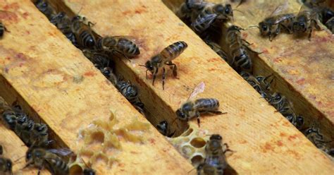 World Of Bees Pheromones And An Occupied Queen Cell