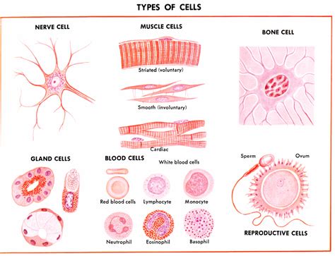 Cell Biology Cells Tissues Organs And Systems Cell Biology Body