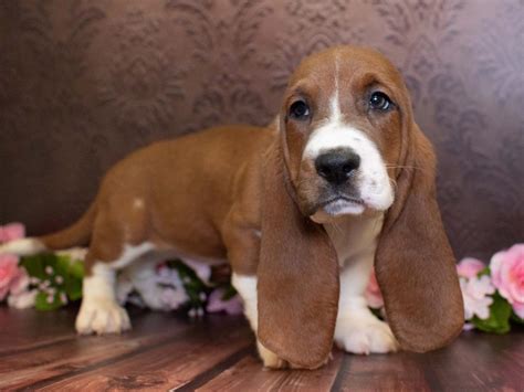 23 Basset Hound Puppies For Sale Colorado Springs L2sanpiero