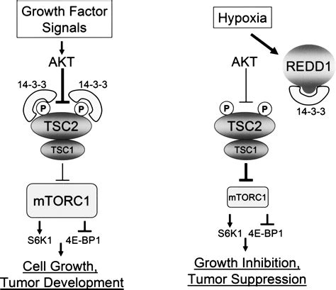 hypoxia regulates tsc1 2 mtor signaling and tumor suppression through redd1 mediated 14 3 3