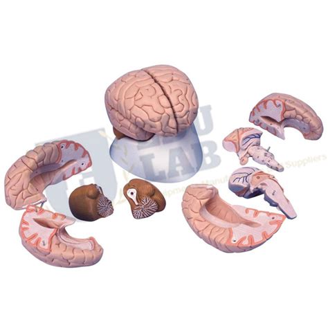 Life Size Human Brain Model 8 Parts Manufacturer Supplier And Exporter
