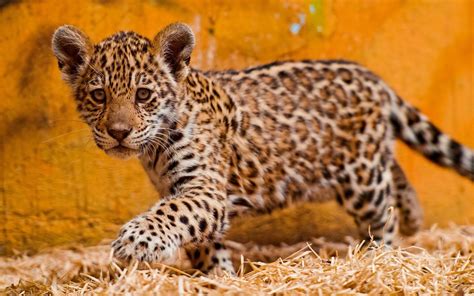 Tiere Kätzchen jaguare baby wallpaper | AllWallpaper.in #8954 | PC | de