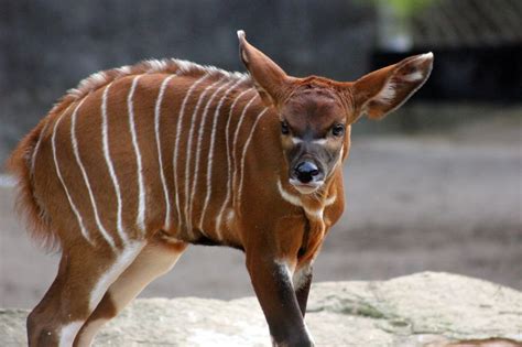 Rare Antelope Calf Born At Taronga Zoo Zooborns