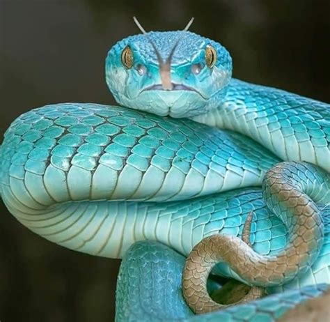 Lista 97 Foto De Qué Color Es La Serpiente Mirada Tensa